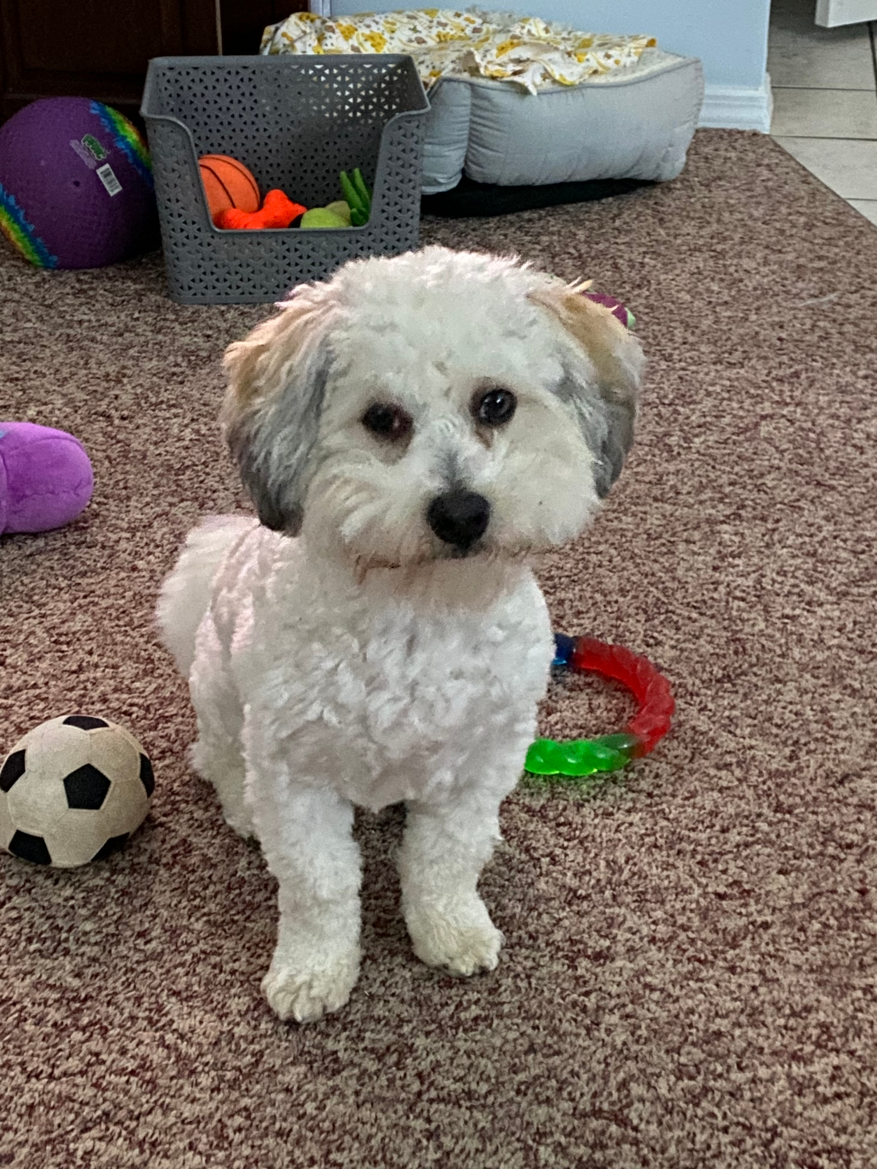 Popular Havanese Purebred Pup