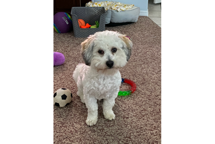 Popular Havanese Purebred Pup