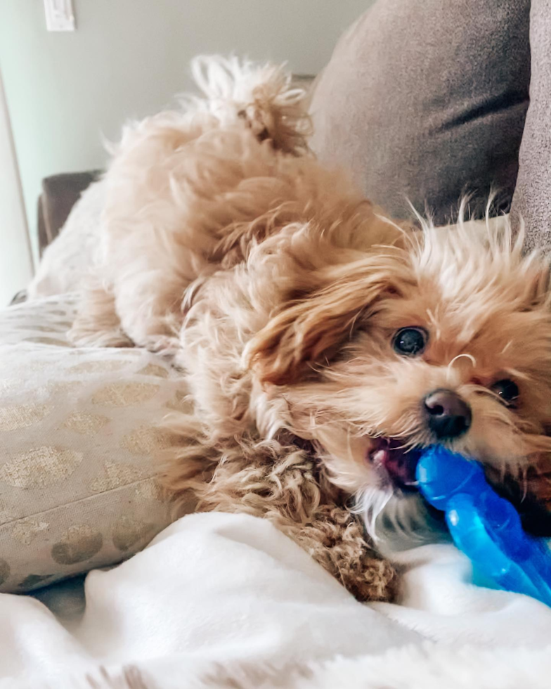 Happy Maltipoo Pup