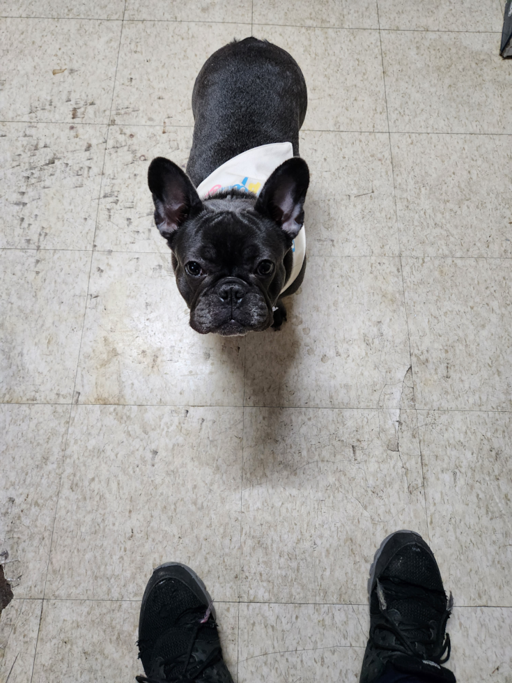 Petite French Bulldog Pup in