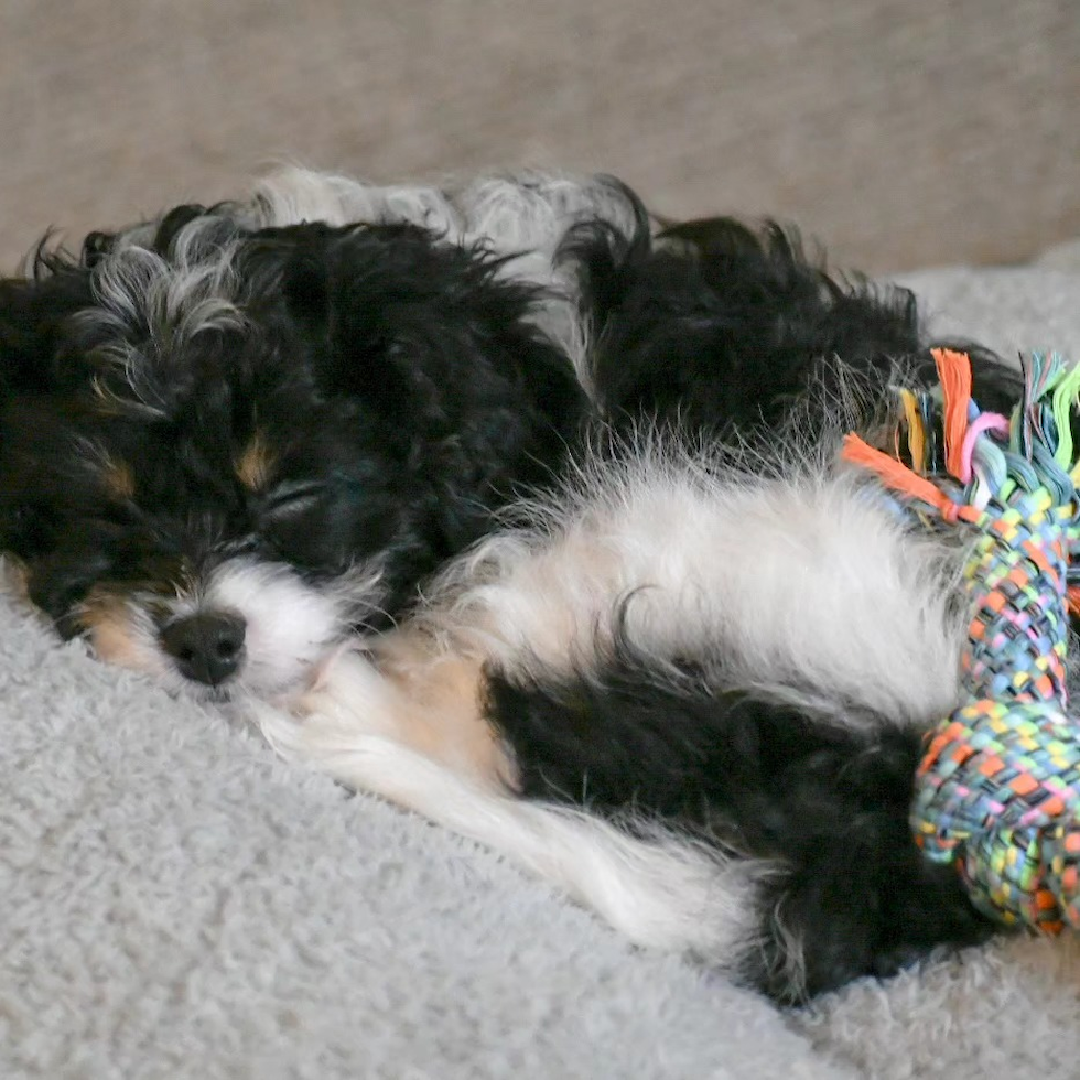 Cavapoo Being Cute