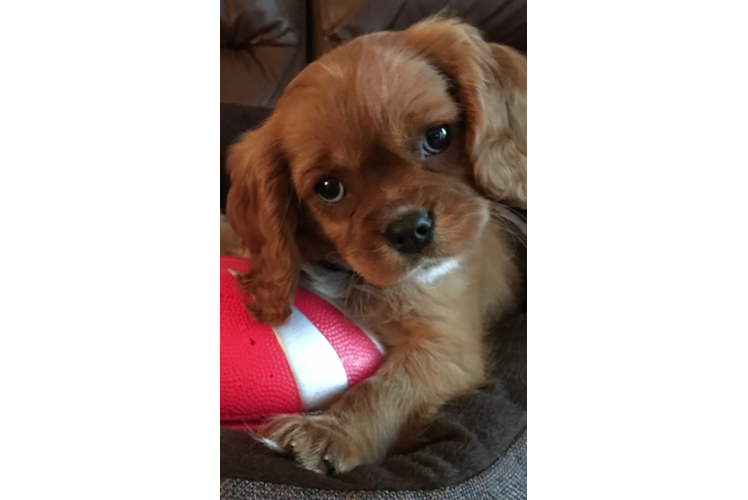 Popular Cavalier King Charles Spaniel Purebred Pup