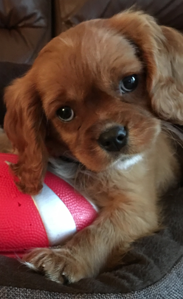 Petite Cavalier King Charles Spaniel Purebred Pup