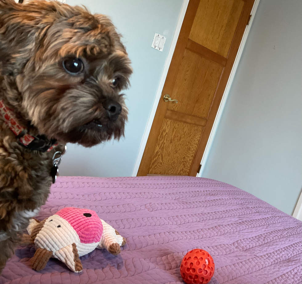 Cute Shih Poo Pup