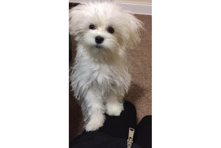 Funny Maltese Purebred Pup