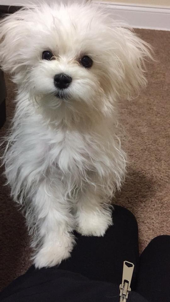 Smart Maltese Purebred Pup