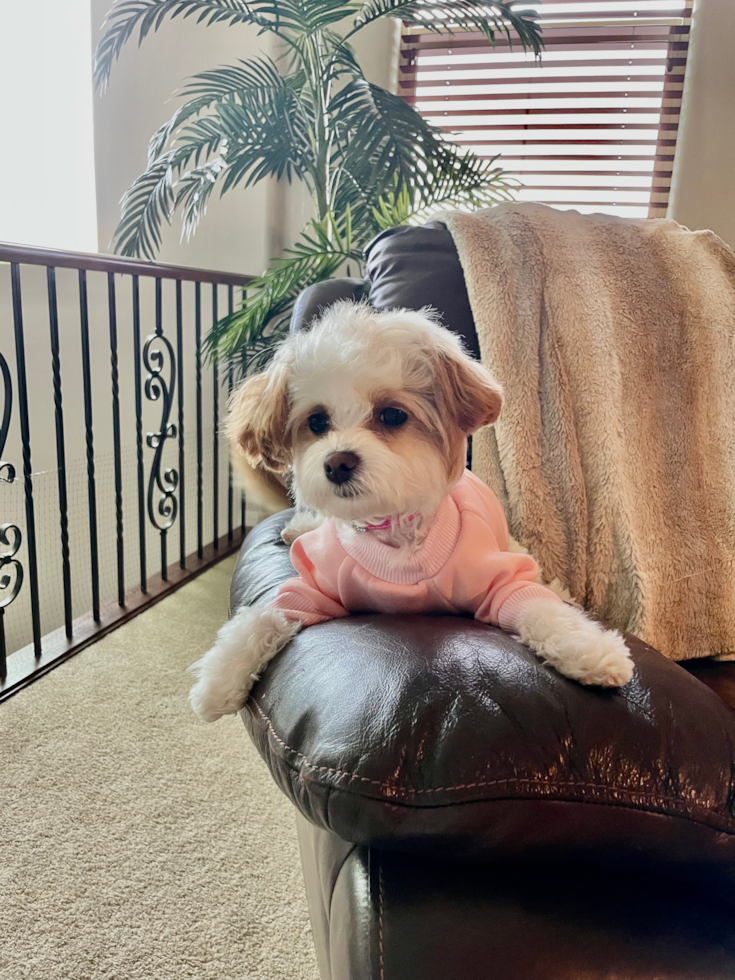 Small Maltipoo Pup