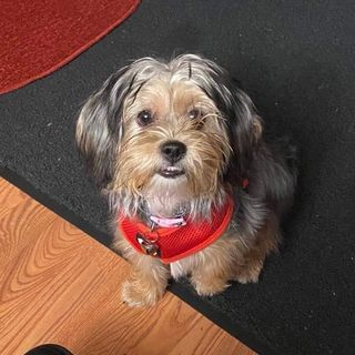 Happy Shorkie Pup in Sun City AZ