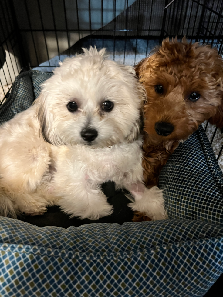 Mini Goldendoodle Being Cute