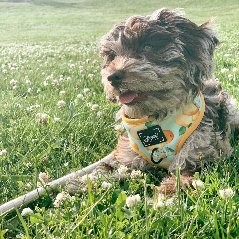 Fluffy Mini Labradoodle Poodle Mix Pup