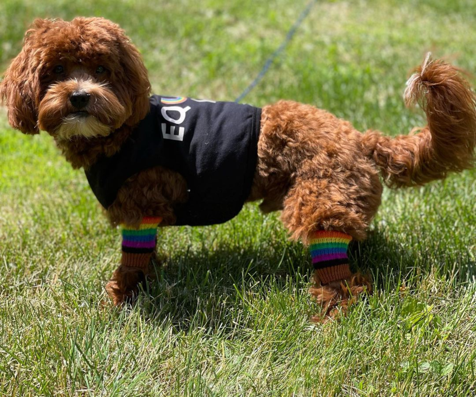 Hypoallergenic Cavoodle Poodle Mix Pup