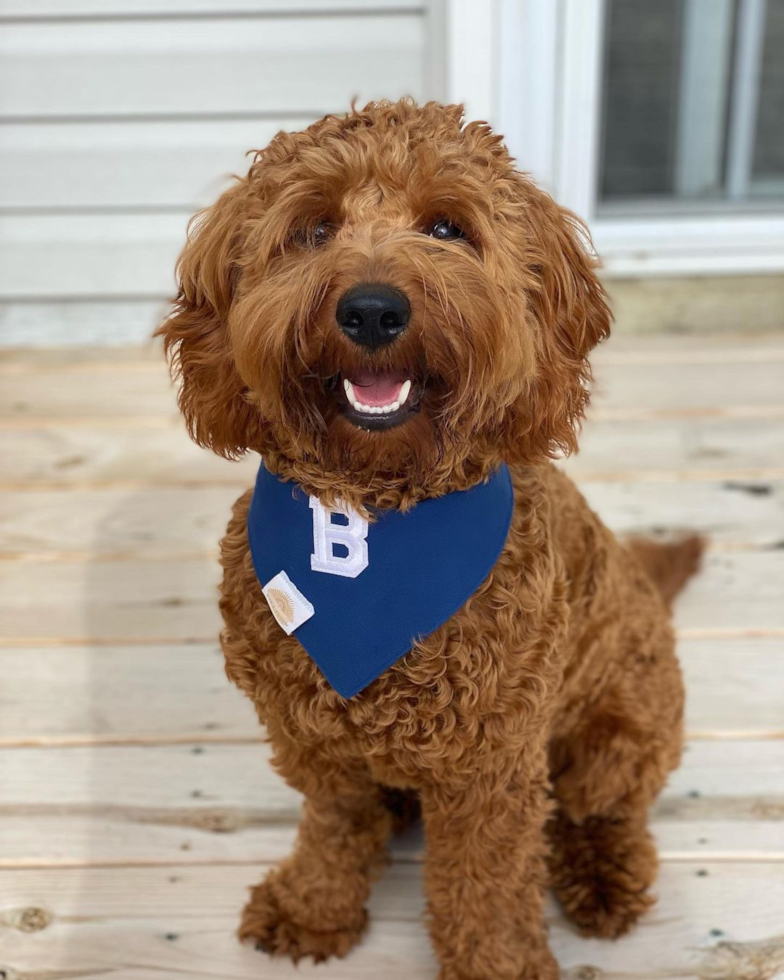 Mini Goldendoodle Being Cute