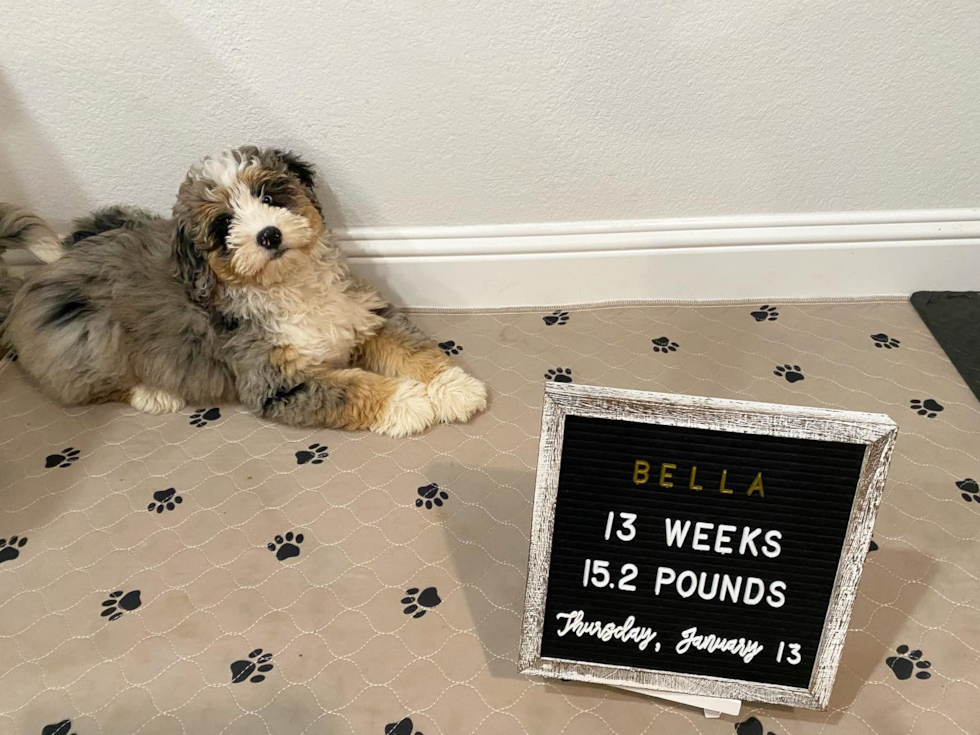 Energetic Mini Berniedoodle Poodle Mix Pup