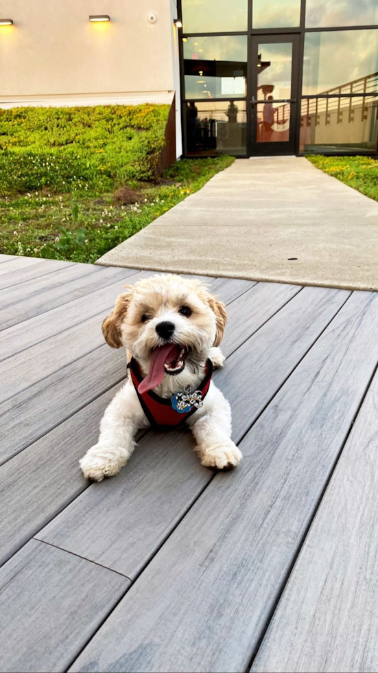 Havanese Being Cute