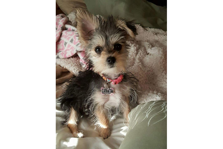 Best Morkie Baby