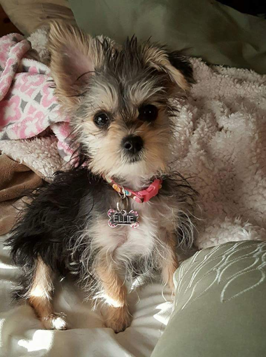 Smart Morkie Designer Pup