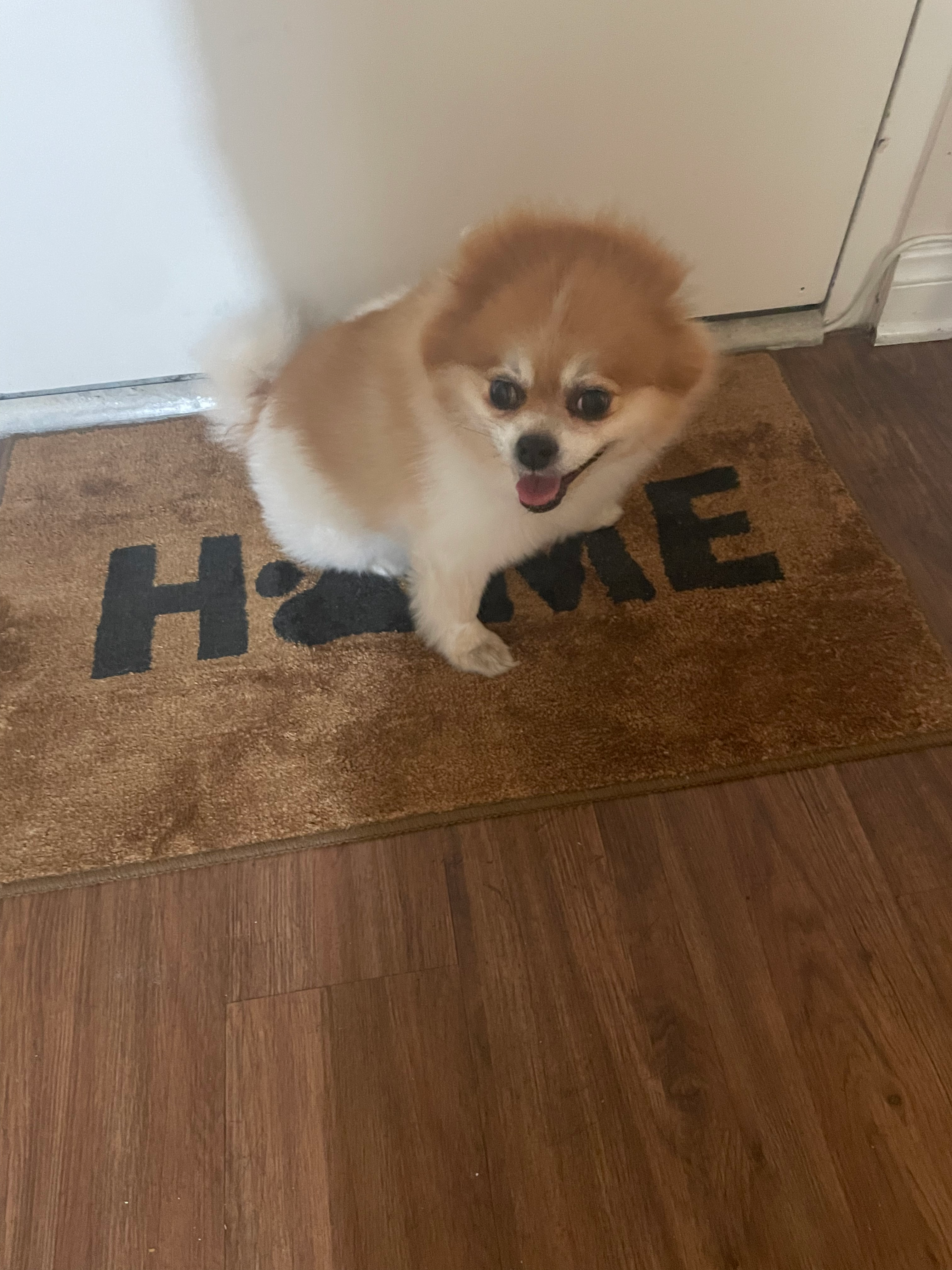 Pomeranian Puppy for Adoption