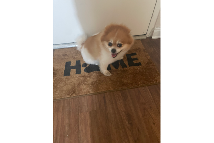 Pomeranian Puppy for Adoption