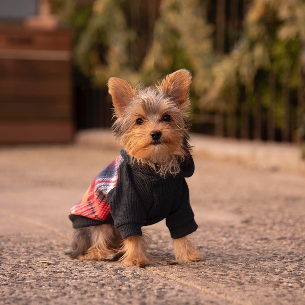 Petite Yorkie Purebred Pup