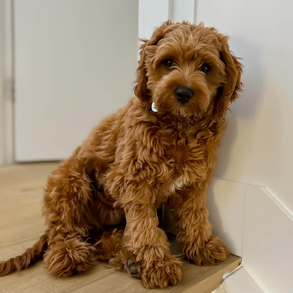 Cavapoo Being Cute