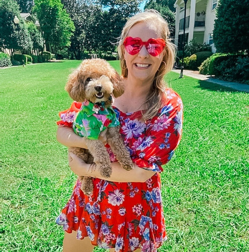 Smart Poochon Poodle Mix Pup