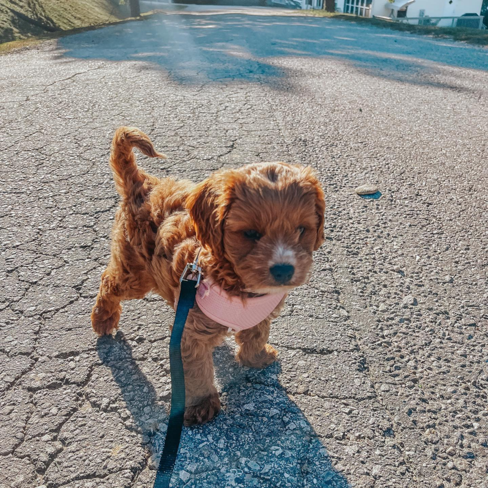 Friendly Cavapoo Pup