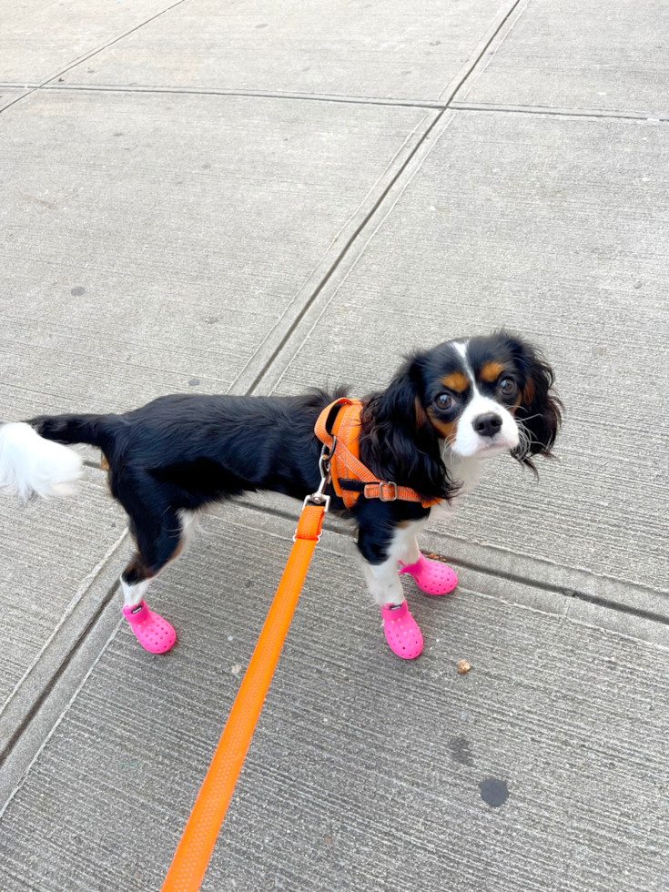 Little Cavalier King Charles Spaniel Purebred Pup