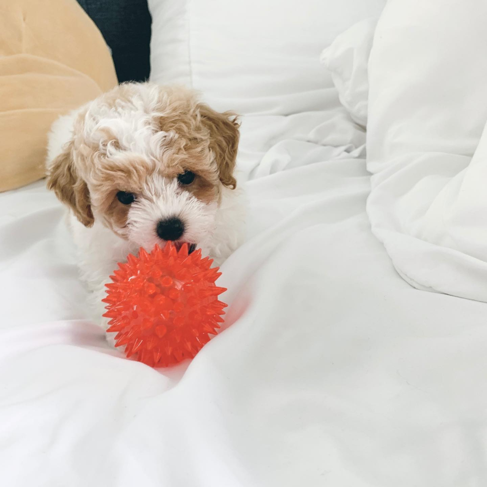 Poodle Being Cute