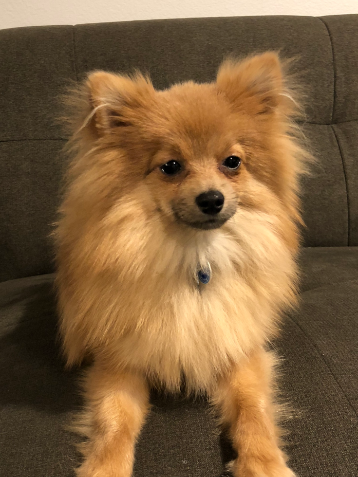 Sweet Pomeranian Purebred Pup