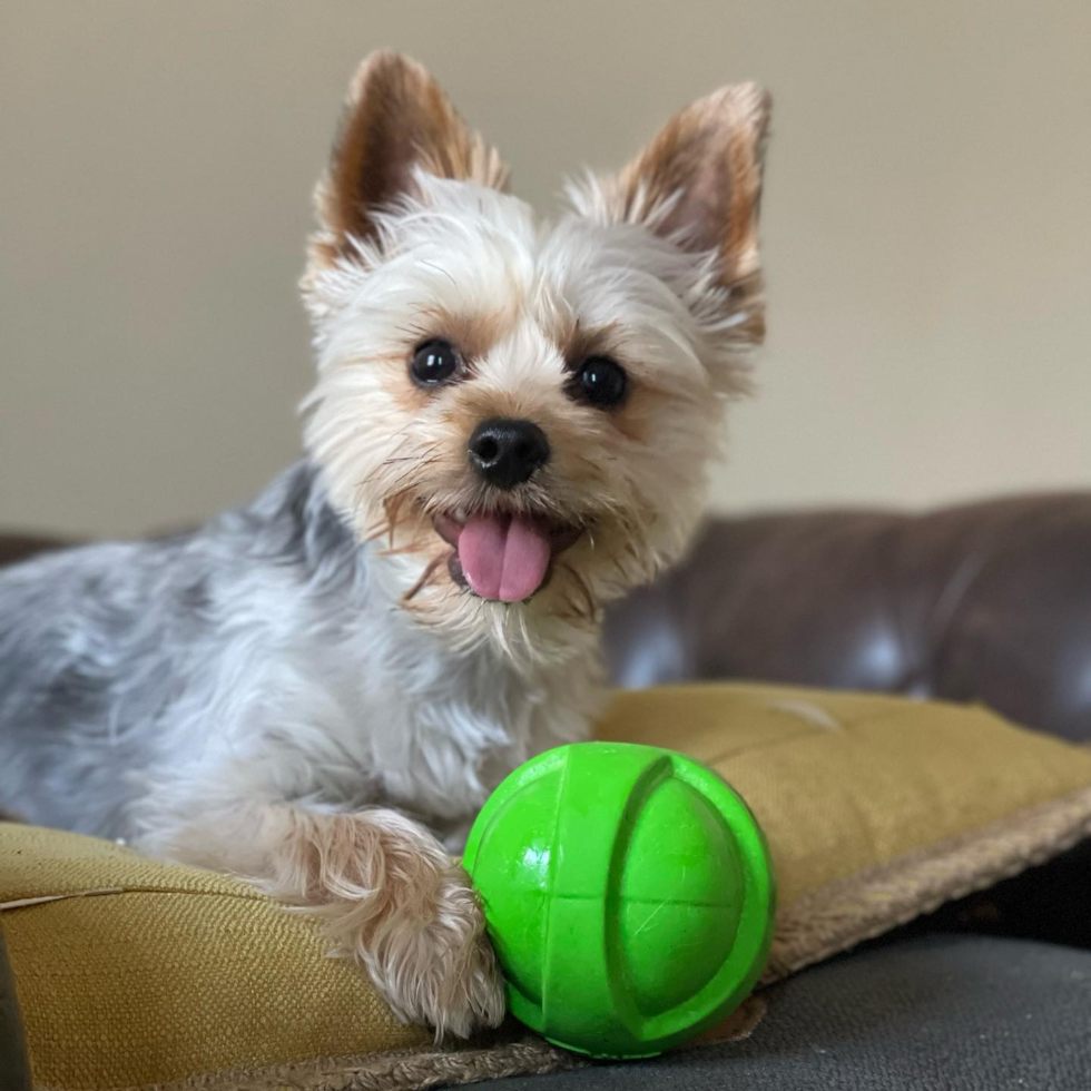 Adorable Yorkie Purebred Pup