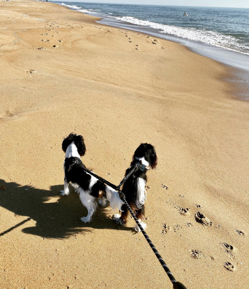 Akc Registered Cavalier King Charles Spaniel Pup