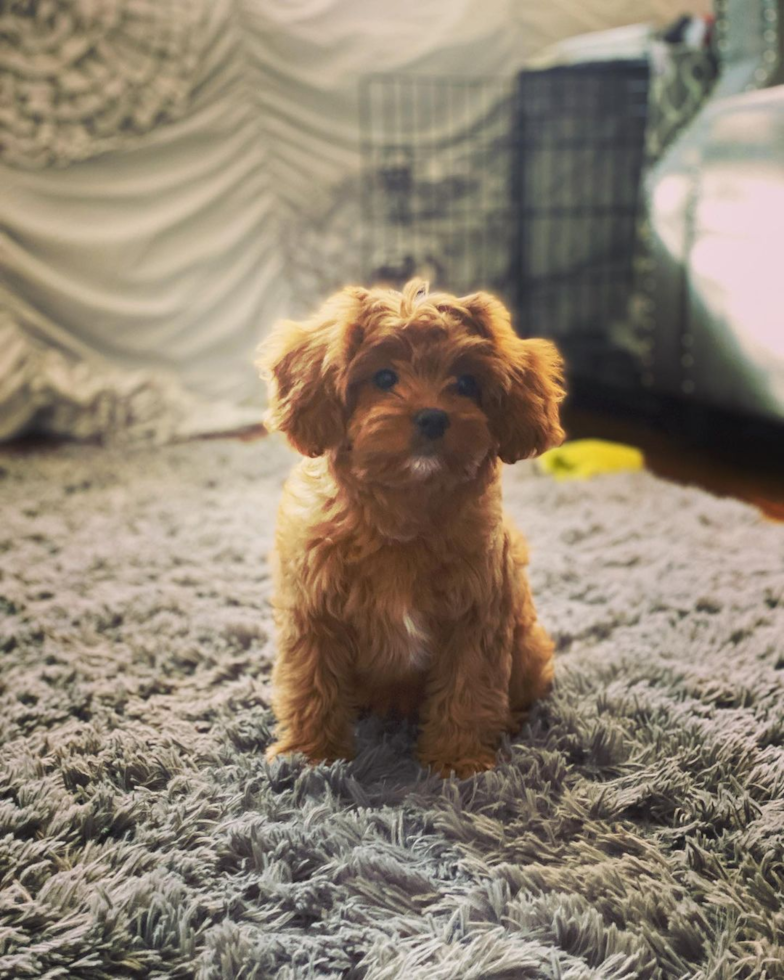 Friendly Cavapoo Pup