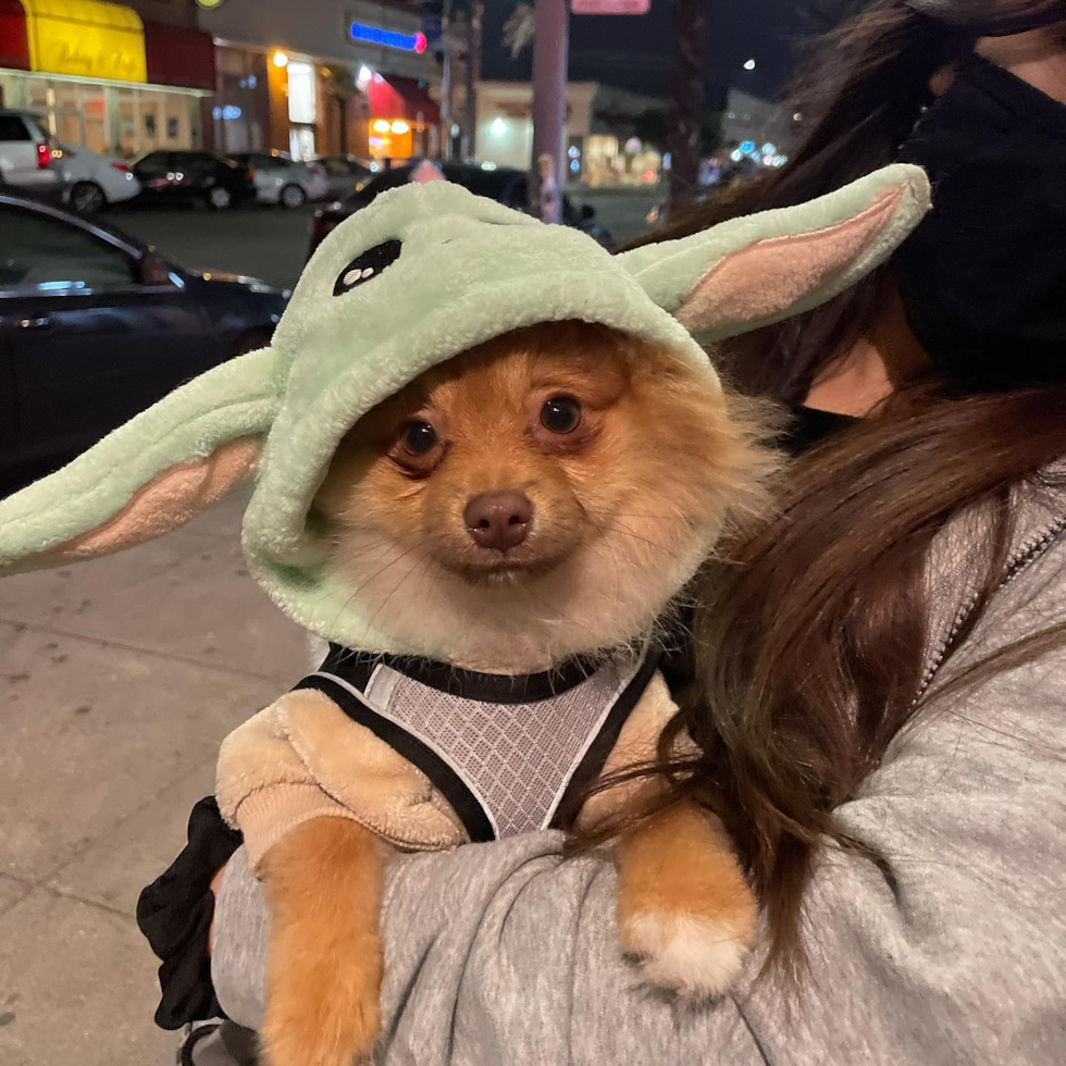 Happy Pomeranian Purebred Pup