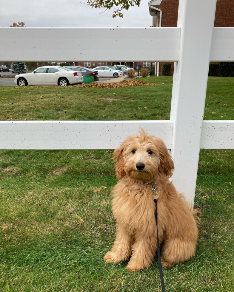 Mini Goldendoodle Being Cute