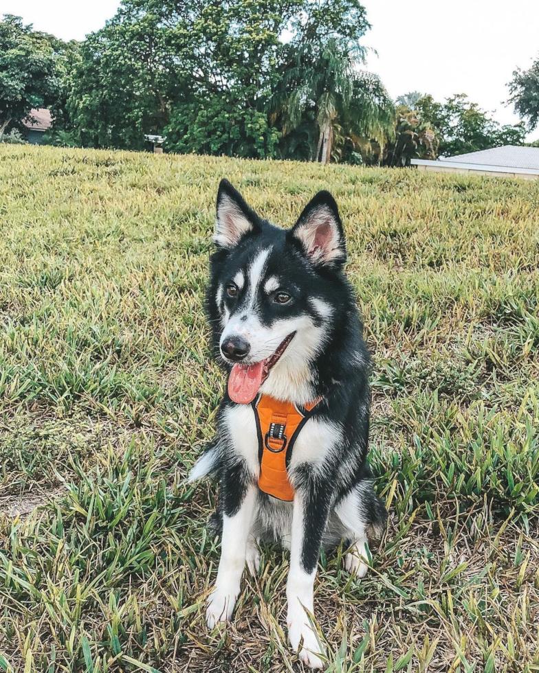 Energetic Mini Husky Designer Pup