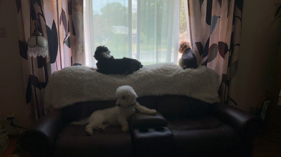 Fluffy Mini Aussiedoodle Poodle Mix Pup