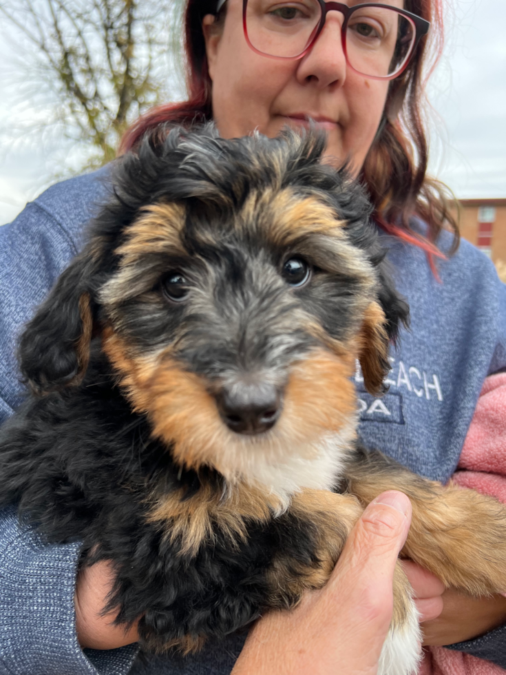 Smart Mini Bernedoodle Poodle Mix Pup