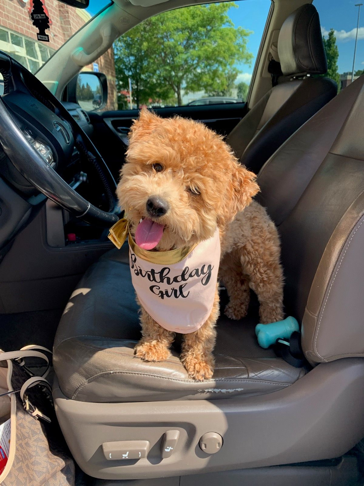 Playful Bichpoo Poodle Mix Puppy