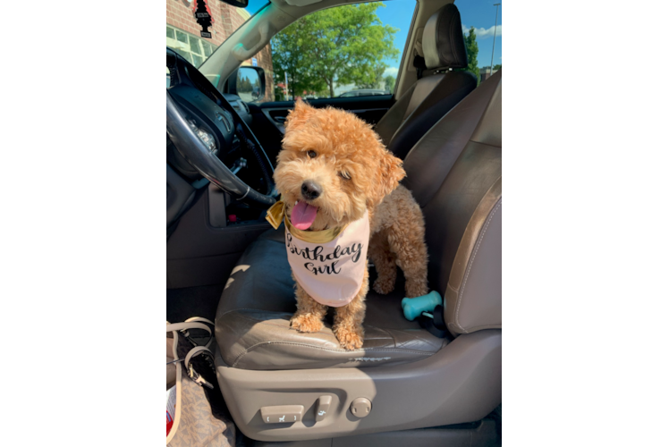 Playful Bichpoo Poodle Mix Puppy