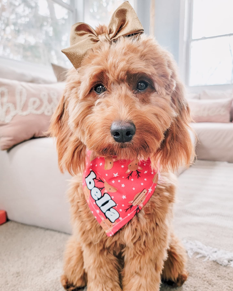 Mini Goldendoodle Being Cute