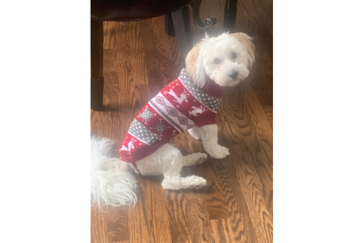 Hypoallergenic Havanese Purebred Pup