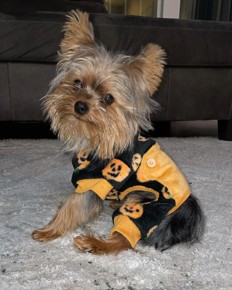 Friendly Yorkshire Terrier Purebred Pup