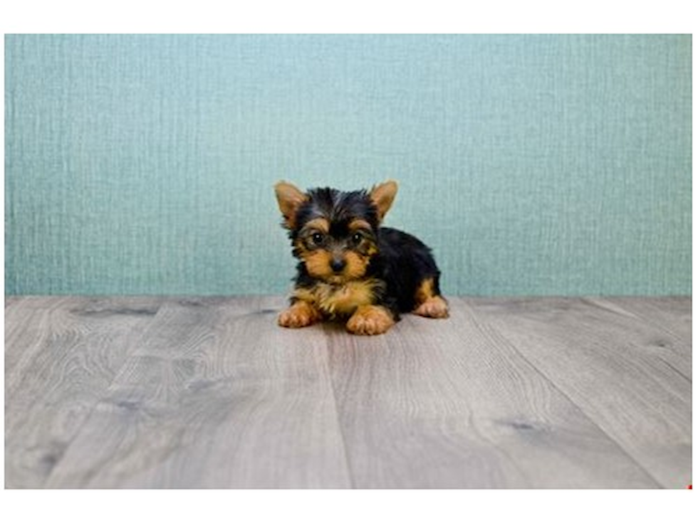 GLENARDEN Yorkshire Terrier Pup