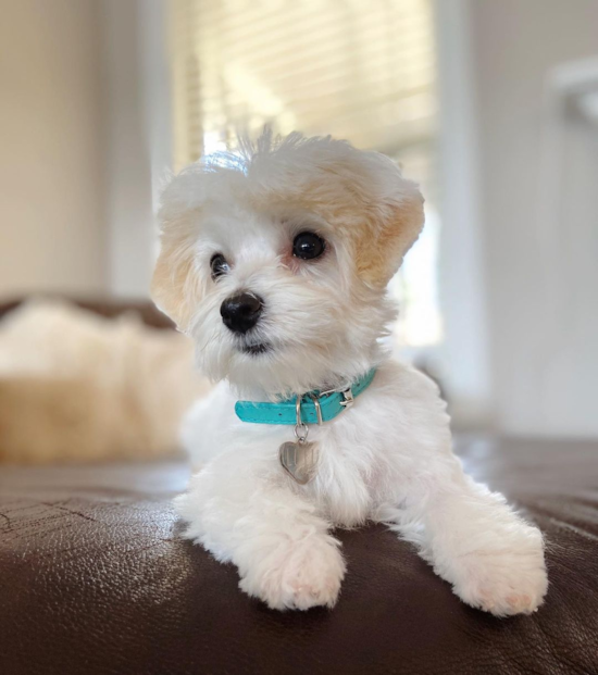 Avon Havanese Pup