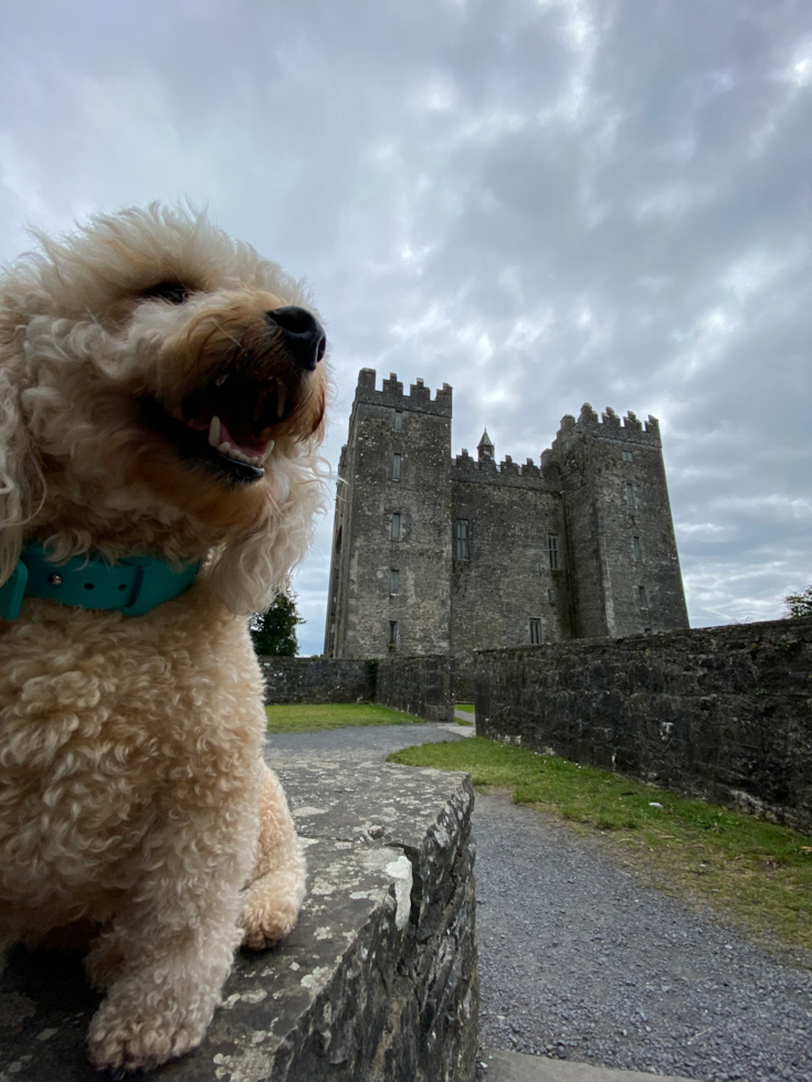 Smart Mini Goldendoodle Poodle Mix Pup