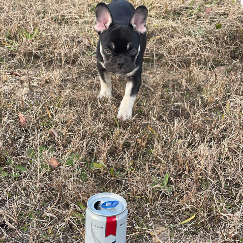 Happy French Bulldog Pup in Gray Court SC