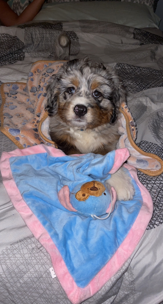 Energetic Bernadoodle Poodle Mix Pup