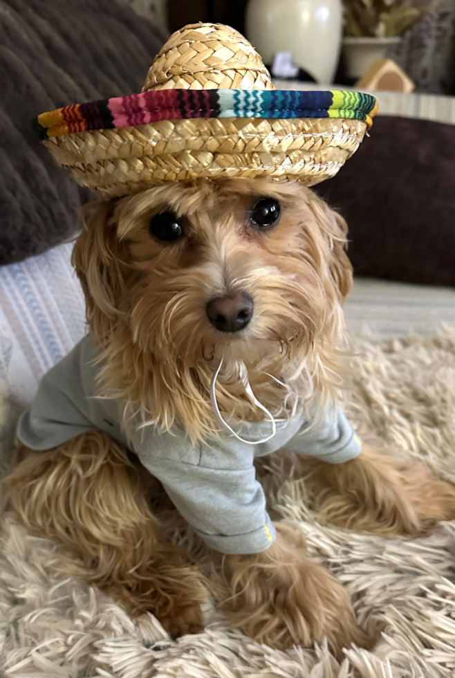 Maltipoo Being Cute