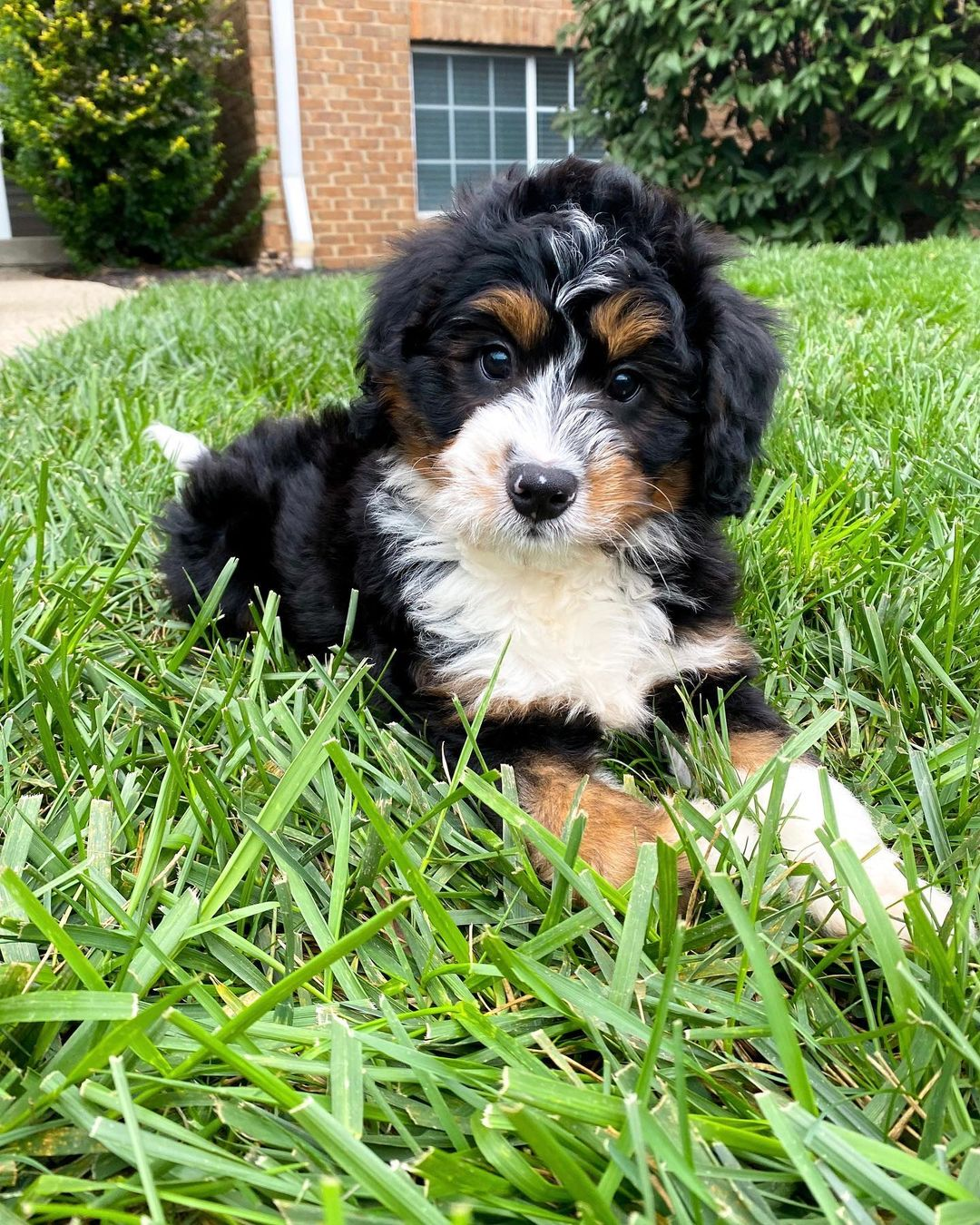 Happy Mini Bernedoodle Baby