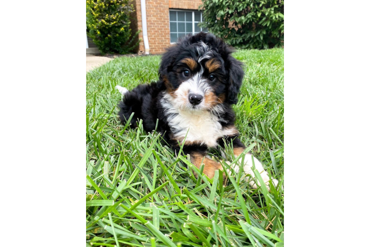 Happy Mini Bernedoodle Baby